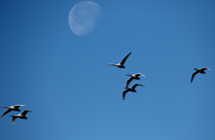 月と白鳥たち