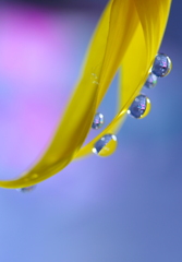 心海DROPS・・・ひまわりの花びら