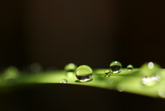 朝露