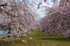 枝垂桜