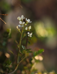 野の花