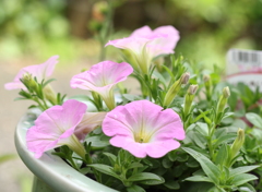 50㎜の花