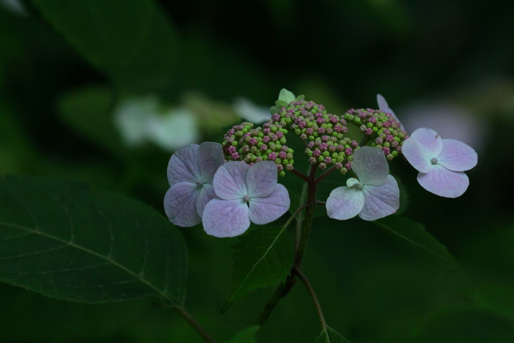 わたしたちの季節がやってきたわ