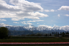 剣岳とチューリップ