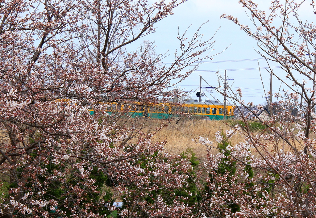 sakura～かぼちゃ君～♪