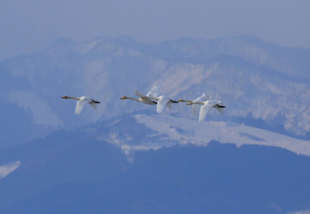 白鳥たちは舞う～♪