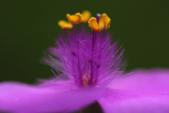花芯