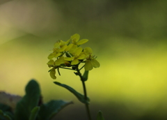 菜の花