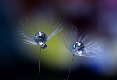 ＤＲＯＰｓ・・・