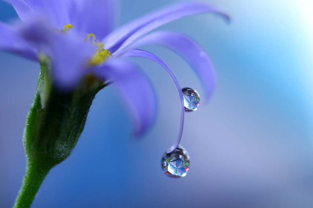 心海ＤＲＯＰＳ