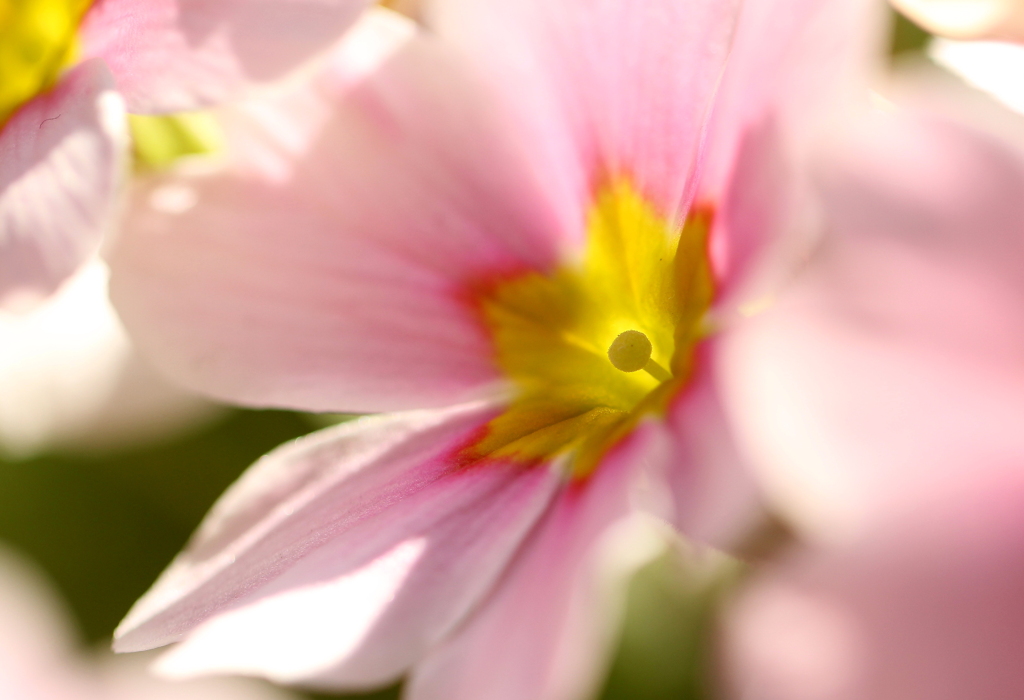 花芯