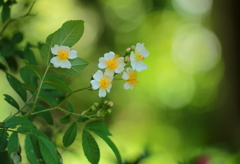 庭に咲いた野ばら