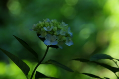 紫陽花