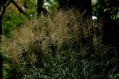 芒