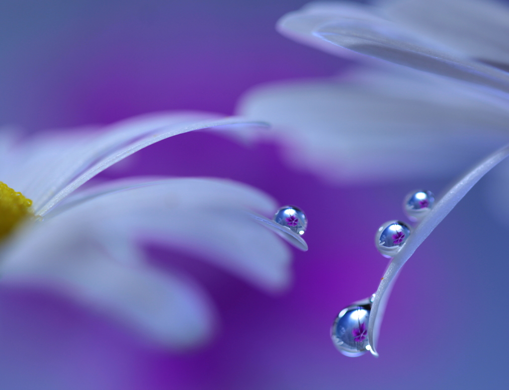 花雫