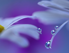 花雫