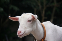 君、そんなに寝てると豚になるよ～！