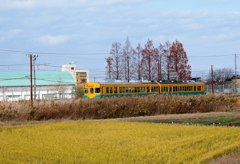 メタセコイアと芒の中を走り抜ける～かぼちゃ君～♪