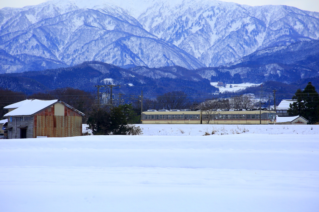 雪の中のダイコン君~♪