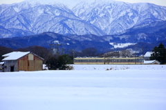 雪の中のダイコン君~♪
