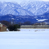 雪の中のダイコン君~♪
