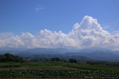 入道雲と里芋畑