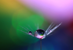 心海ＤＲＯＰＳ　42　