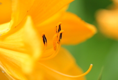 花芯