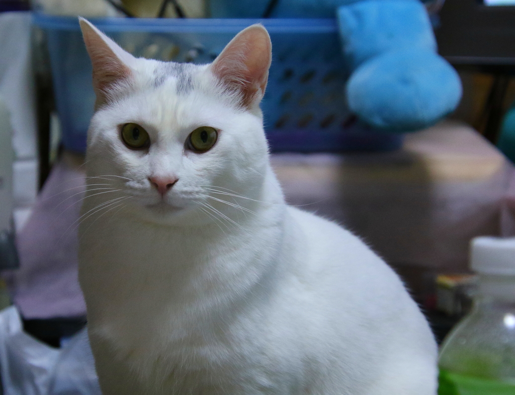 サム