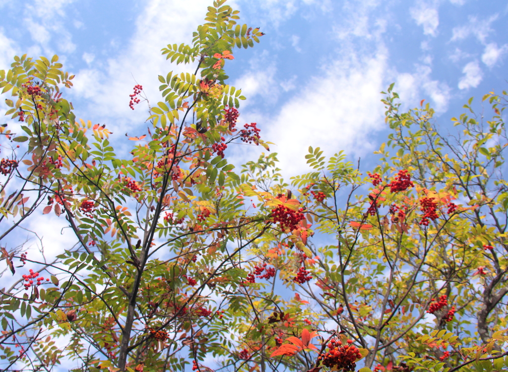 秋空に赤き実