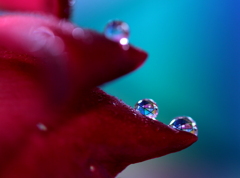 心海ＤＲＯＰＳ・・・続2