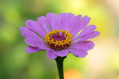 花は花は花は咲く～♪