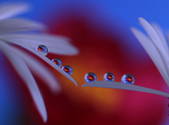 my　イリュウジョン花