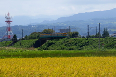 かぼちゃ君~♪