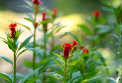 ケイトウの花も咲き始めました。