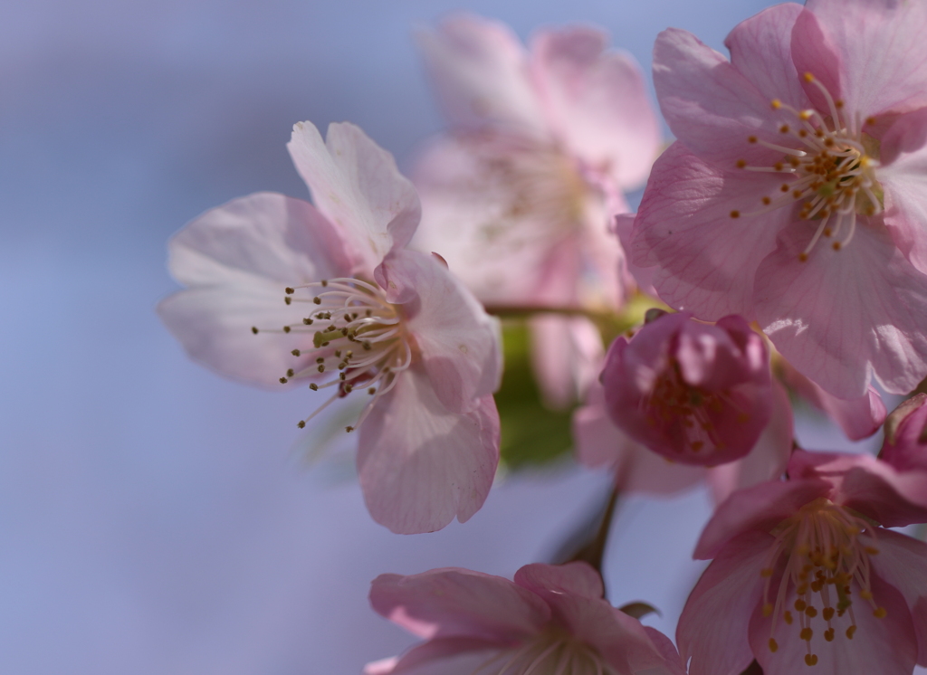 河津桜