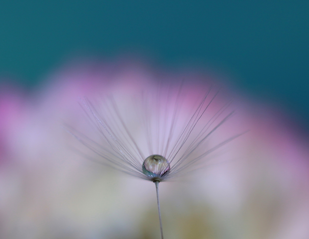 ピンクの雲に乗って