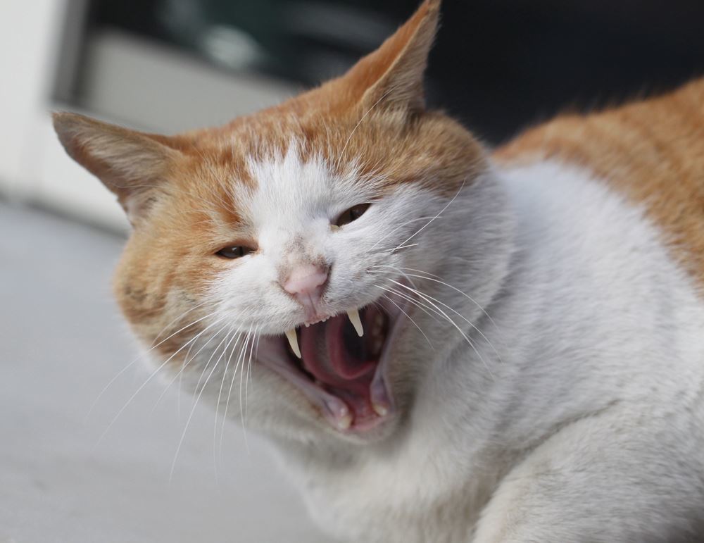 大爆笑