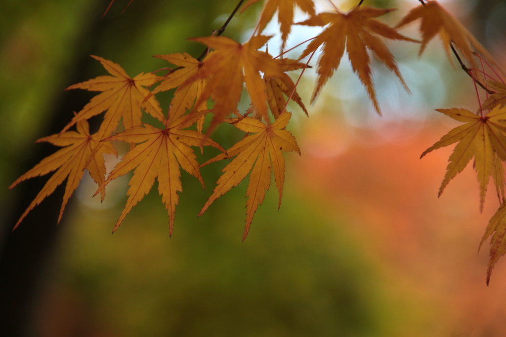 紅葉