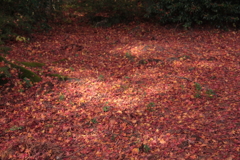 散りゆくもなう