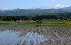 田植え