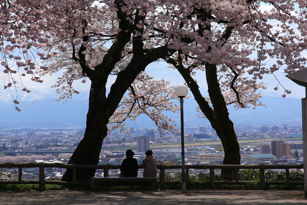 桜木の下で・・・