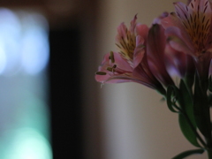 窓見る花