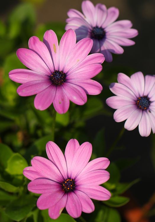 ビューティー姉妹