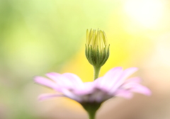 蕾