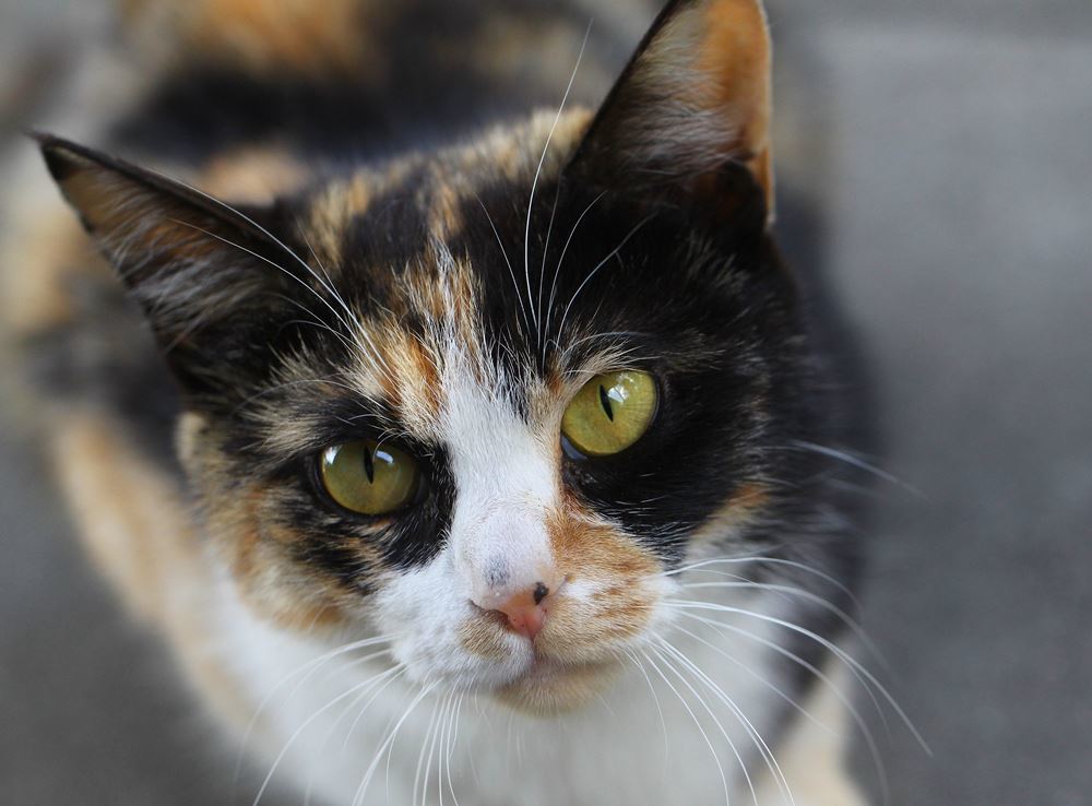 アップに耐える顔？