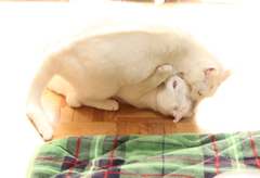 勝負あり！