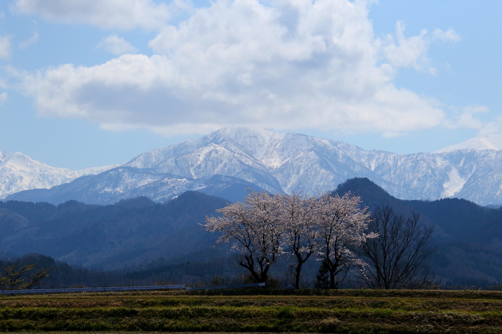 桜と雪山