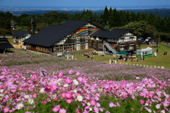 夢の平コスモス