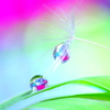 心海ｄｒｏｐｓ